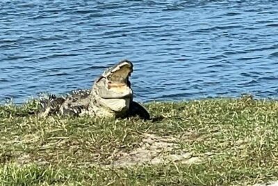 Private Day Tour in Yala National Park with Lunch - The 4:00 am start: how the day fits together