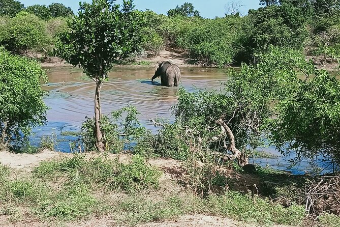 Private Day Tour in Yala National Park with Lunch - Lunch that keeps you going: Sri Lankan rice and curry