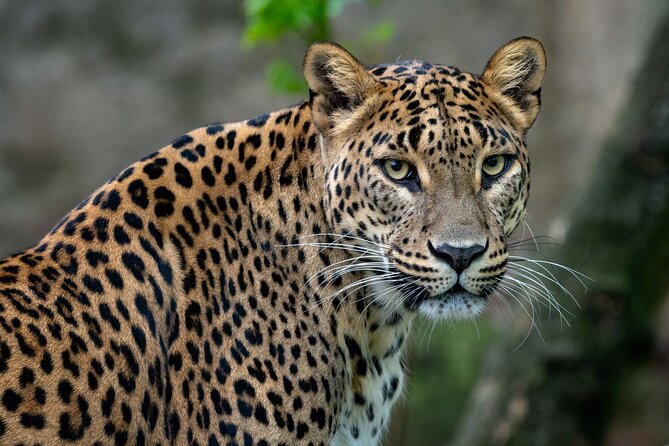 Private Day Tour: Yala National Park Safari Tour from Galle & Weligama - Key highlights worth your attention