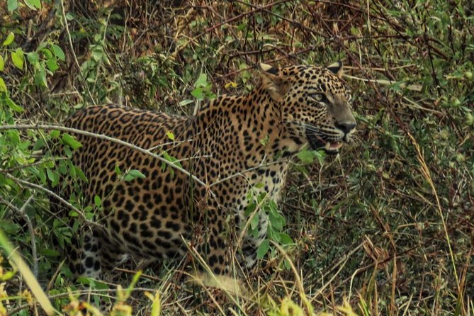 Private Day Tour: Yala National Park Safari Tour from Galle & Weligama - The 4:00 am departure that makes Yala worth it