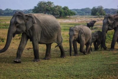 Private Day Tour: Yala National Park Safari Tour from Galle & Weligama - Private pickup, door-to-door comfort from Galle and Weligama