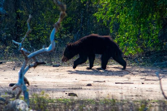Private Day Tour: Yala National Park Safari Tour from Galle & Weligama - Price and value at $290 per person
