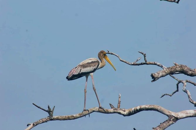 Private Day Tour: Yala National Park Safari Tour from Galle & Weligama - Should you book this Yala National Park private safari?
