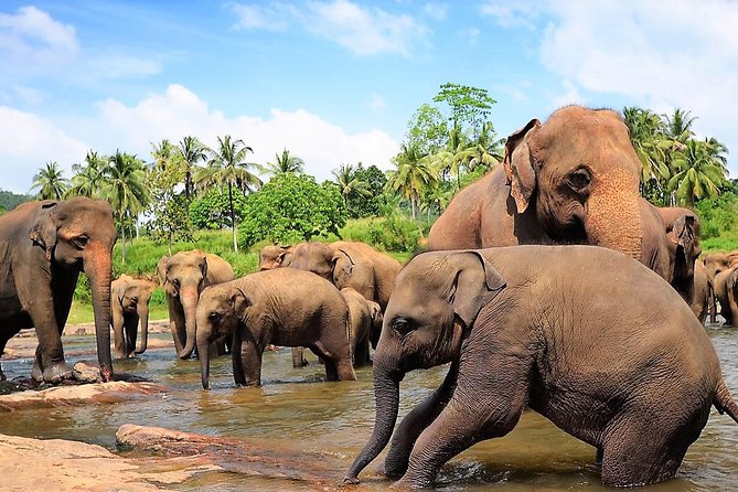 Private Day Trip to Sigiriya, cave and National park Safari Tour - Stop 3: Minneriya National Park safari—elephants are the star, timing is the wildcard