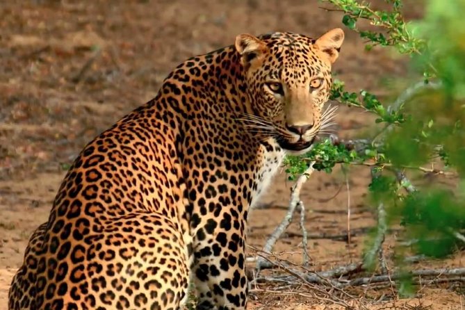 Private Day Trip to Yala National Park from Colombo - Galle Dutch Fort stop: a short taste of old-school Sri Lanka
