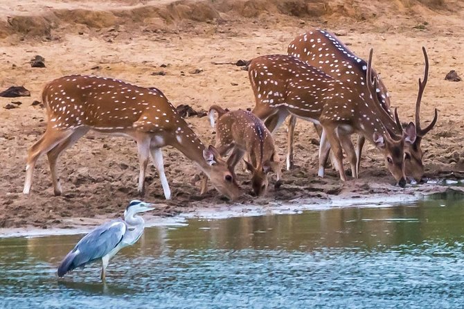 Private Day Trip to Yala National Park from Colombo - The long-drive rhythm: how the day flows end to end