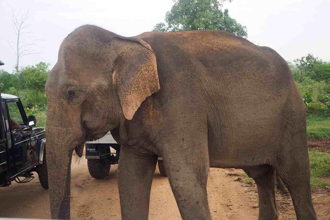 Private Day Trip to Yala National Park from Colombo - Price and value: what $180 buys you (and what it doesn’t)