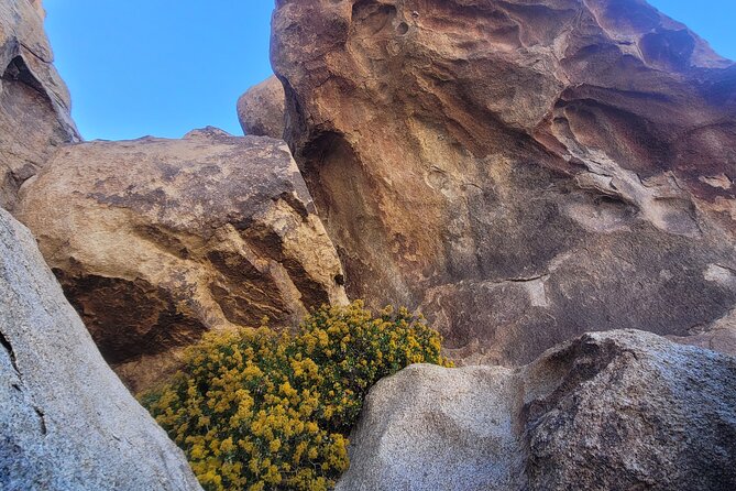 Private Driving and Hiking Tour in Joshua Tree National Park - What’s Included (and What You Should Bring Anyway)
