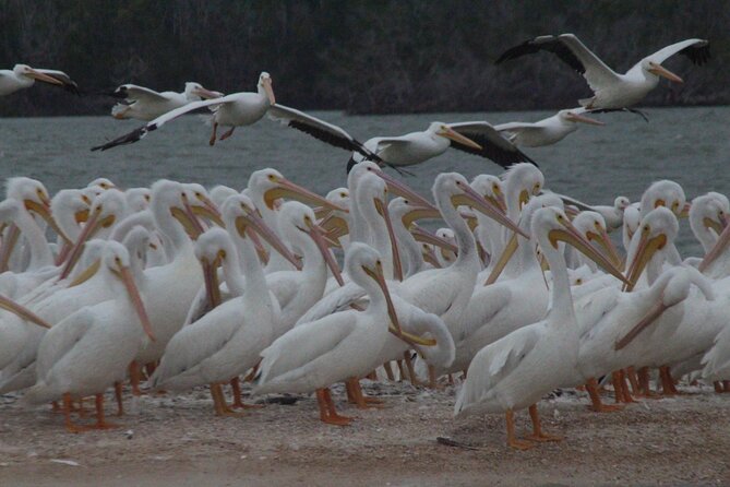 Private Everglades 10,000 Islands Photo and Birding Boat Safari - Wildlife moments you can aim for: birds first, then the surprises