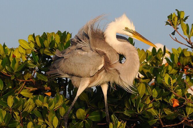Private Everglades 10,000 Islands Photo and Birding Boat Safari - Meet your guide: Master Naturalist expertise, including Charlie
