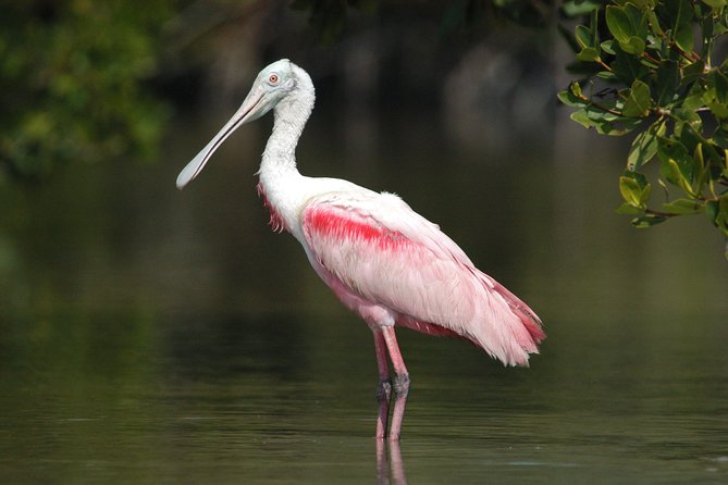 Private Everglades 10,000 Islands Photo and Birding Boat Safari - The light window that makes your photos look sharp