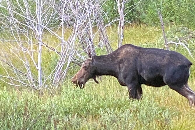 Private Full-Day Grand Teton National Park Tour with Picnic Lunch - How the Jackson pickup and private day flow works