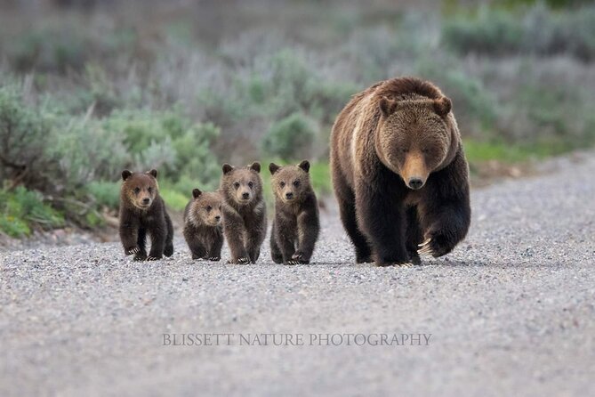 Private Full-Day Grand Teton National Park Tour with Picnic Lunch - Should you book this Private Full-Day Grand Teton Tour?