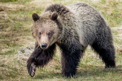 Private Full-Day Yellowstone National Park Tour - Pickup rules around Teton Pass can change your plan