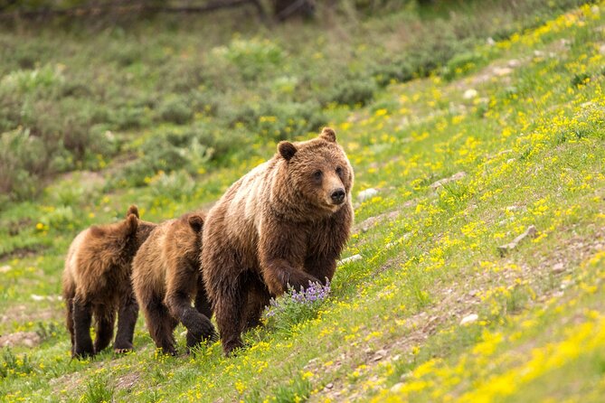 Private Full-Day Yellowstone National Park Tour - Yellowstone Grand Loop Road: why this route is the fastest path to variety