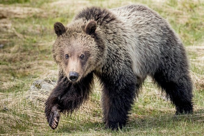 Private Full-Day Yellowstone National Park Tour - Pickup rules around Teton Pass can change your plan