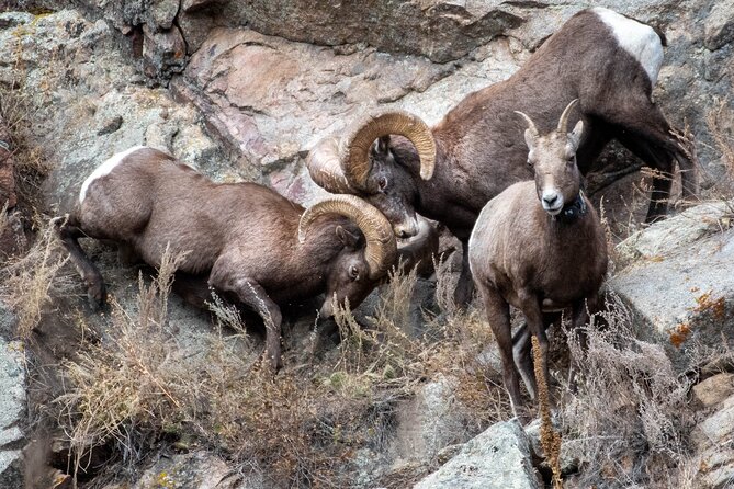 Private Geology Tour in Rocky Mountain National Park - Indigenous Legacies and Pioneer History: Geology With Human Time Too