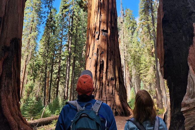 Private Guided Hiking Tour - Sequoia National Park - Price and value: where the $450 per group really lands