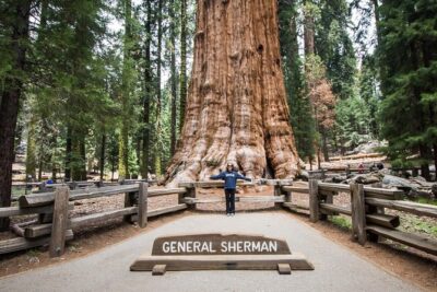 Private Guided Hiking Tour - Sequoia National Park - Where the day starts: General Sherman Tree Trailhead at 9:00 am