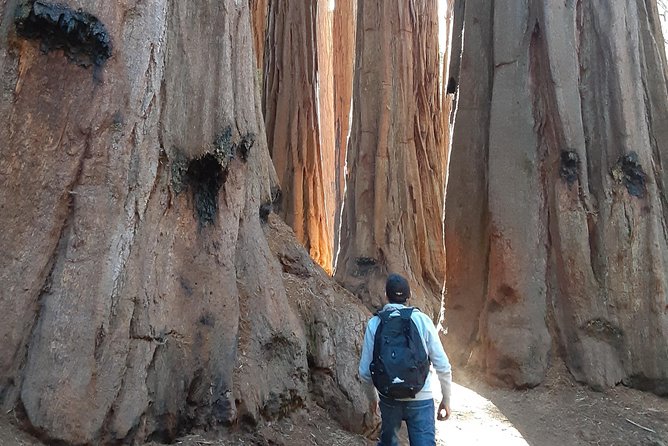 Private Guided Hiking Tour - Sequoia National Park - How you stay prepared: first-aid kit and WAG bag kit included