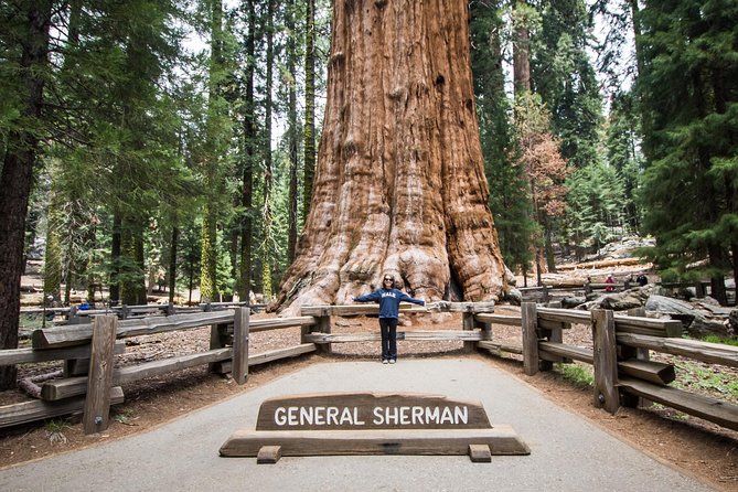 Private Guided Hiking Tour - Sequoia National Park - Where the day starts: General Sherman Tree Trailhead at 9:00 am