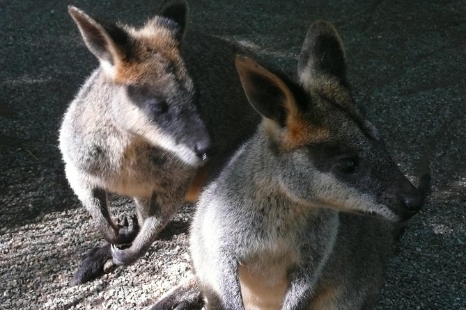 Private Guided Tour from Sydney to Blue Mountains National Park - Featherdale Wildlife Park as a warm-up before the cliffs