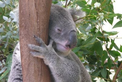 Private Guided Tour from Sydney to Blue Mountains National Park - Katoomba Falls and Eaglehawk Lookout: the views that sell the whole trip