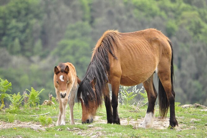 Private Guided Tour - Peneda Gerês National Park - Starting at N103: the smooth private-tour setup