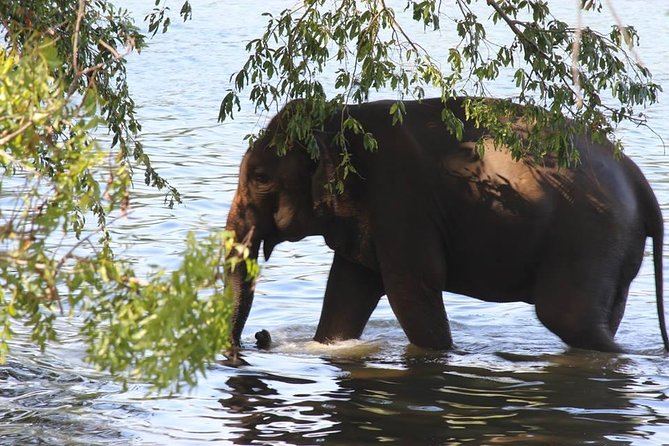 Private Half Day Safari in Udawalawe National Park - Key things that make this safari worth your time