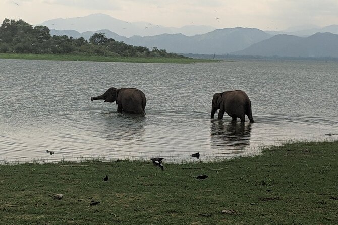 Private Half Day Safari in Udawalawe National Park - Your 4WD safari jeep and the private setup that actually changes the experience