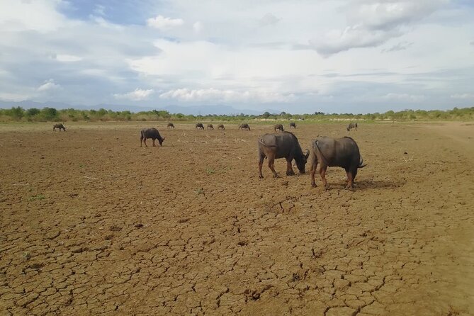 Private Half Day Safari in Udawalawe National Park - Who should book this safari, and who should think twice