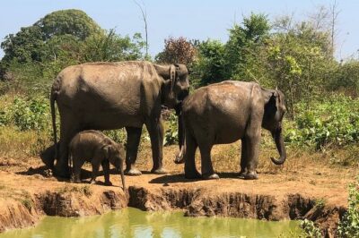 Private Half Day Safari in Udawalawe National Park - How the 3-hour safari plan works in practice