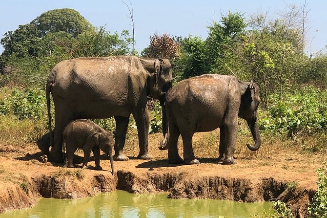 Private Half Day Safari in Udawalawe National Park - How the 3-hour safari plan works in practice