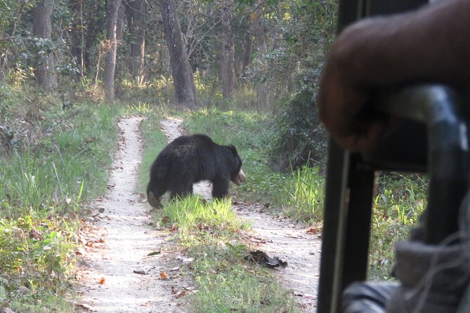Private Jeep Safari (8-10 hrs.)inside Chitwan National Park. - Sauraha Pickup to Chitwan Access: The Practical Setup