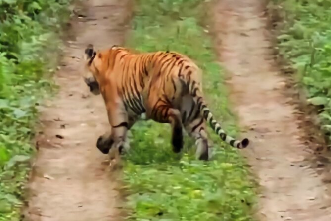 Private Jeep Safari (8-10 hrs.)inside Chitwan National Park. - Wildlife Targets: What You’re Really Driving for