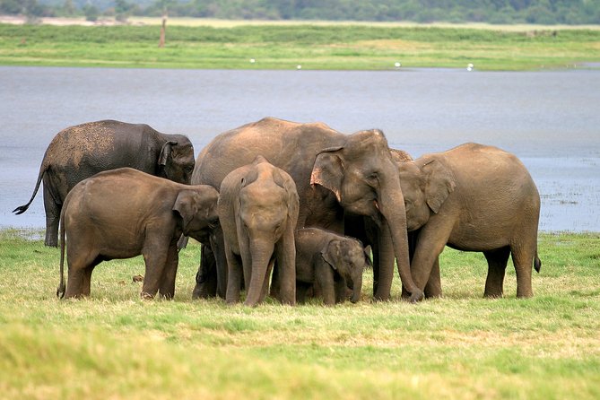Private Jeep Safari at Minneriya National Park - Key Highlights You’ll Feel Right Away
