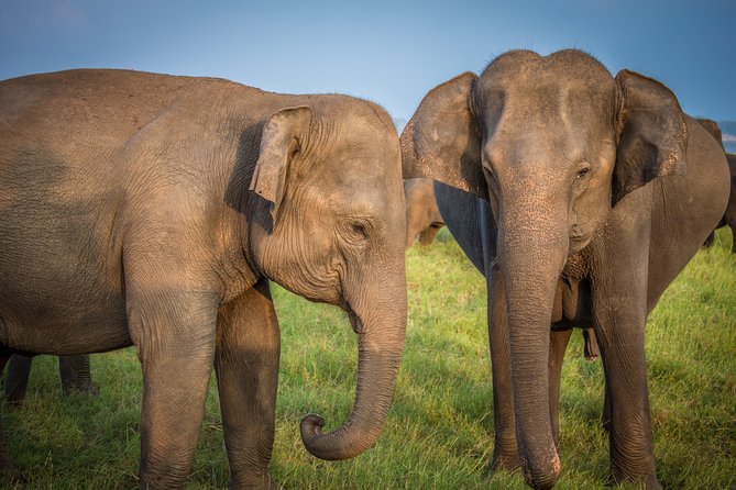 Private Jeep Safari at Minneriya National Park - What You’ll Likely See Besides Elephants
