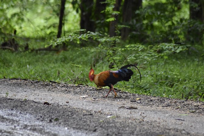 Private Jeep Safari at Minneriya National Park - Half Day Tour - Key things to know before you go