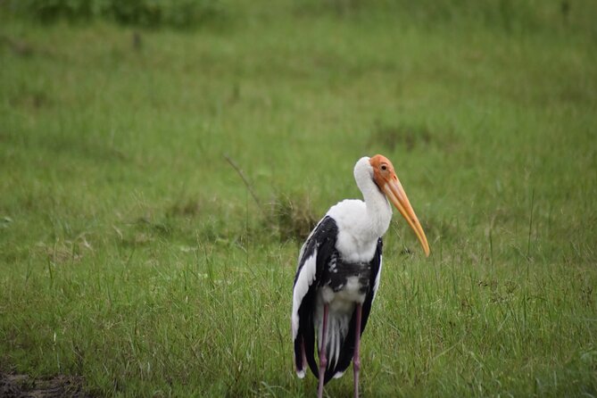 Private Jeep Safari at Minneriya National Park - Half Day Tour - Park Selection Made Practical: Minneriya, Hurulu, and Kaudulla