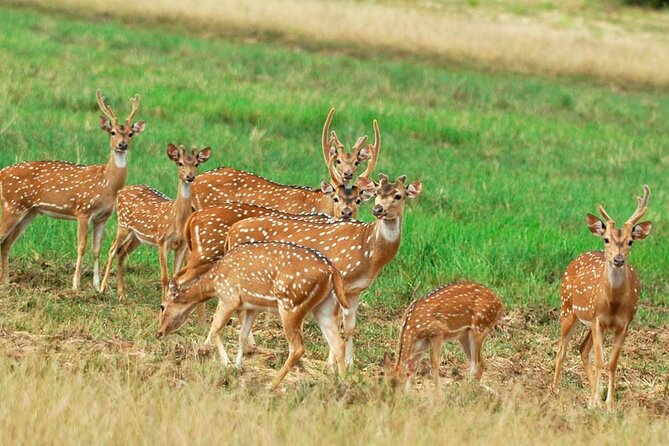 Private Jeep Safari at Minneriya National Park to Visit Elephants - Key Things to Know Before You Go