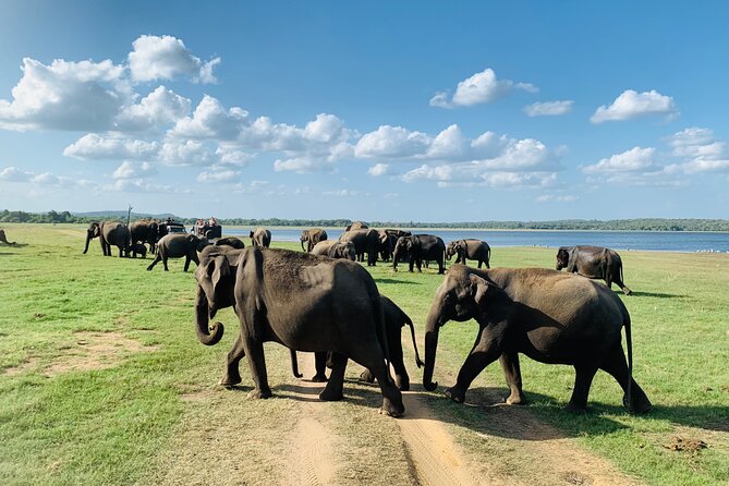 Private Jeep Safari at Minneriya National Park to Visit Elephants - Minneriya National Park: What You’re Really Paying For