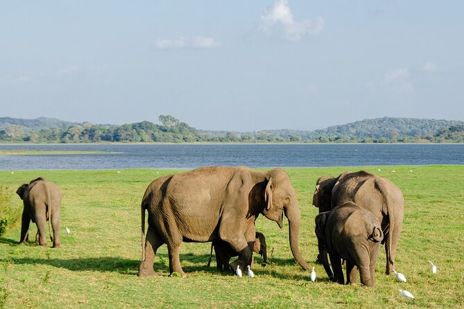 Private Jeep Safari at Minneriya National Park to Visit Elephants - Wildlife Beyond Elephants: Birds, Buffalo, and Eagle Eyes