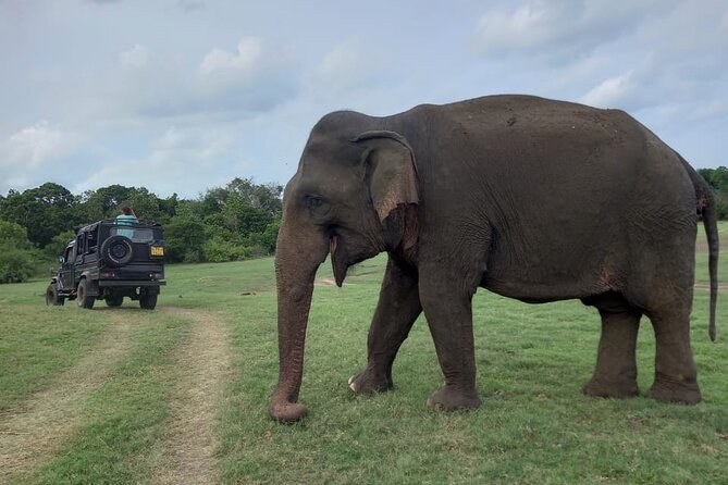 Private Jeep Safari at Minneriya National Park to Visit Elephants - Ethical Viewing: What Respectful Driving Looks Like