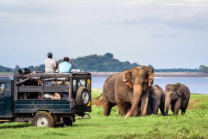 Private Jeep Safari To one of a Best National Park - Key Things That Make This Safari Work