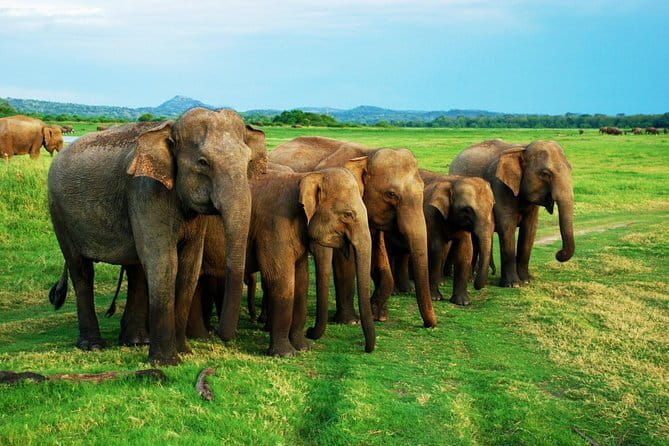 Private Jeep Safari To one of a Best National Park - How a Private Jeep Safari Changes Your Day