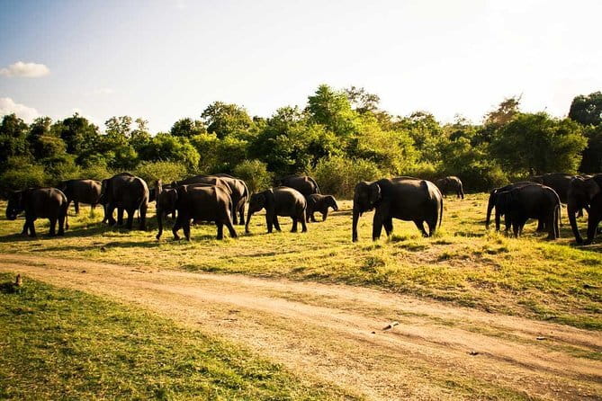 Private Jeep Safari To one of a Best National Park - Your Best Park Choice: Minneriya, Kaudulla, or Hurulu Eco Park