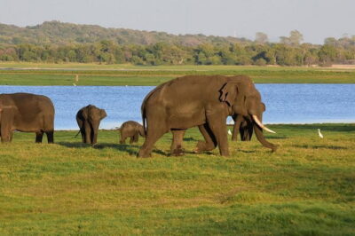 Private Jeep Safari To one of a Best National Park - Price and Value: $140 Per Person for a Private Park Safari