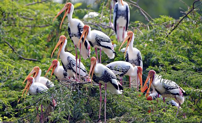 Private Keoladeo National Park Tour sightseeing - All Inclusive - Quick Reasons You’ll Like This Keoladeo Tour