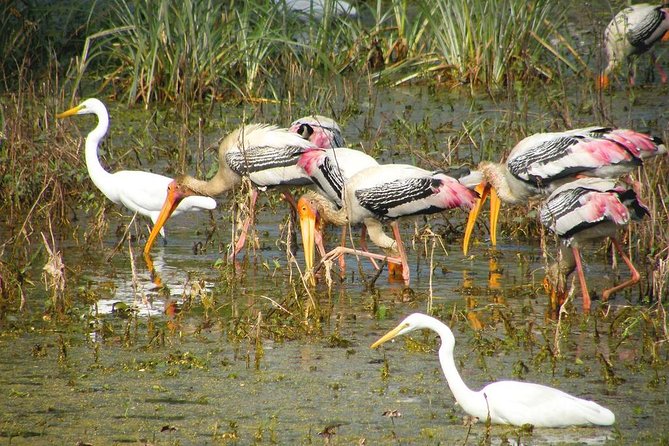 Private Keoladeo National Park Tour sightseeing - All Inclusive - Why Keoladeo National Park Is Worth a Detour From Agra