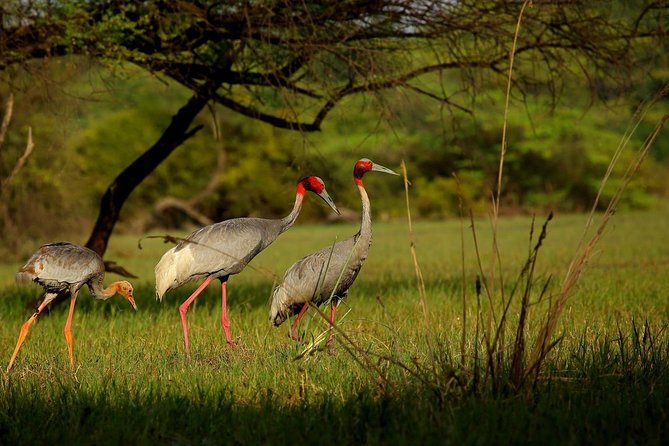 Private Keoladeo National Park Tour sightseeing - All Inclusive - The Rickshaw Ride: A Practical Way to Spot Wildlife